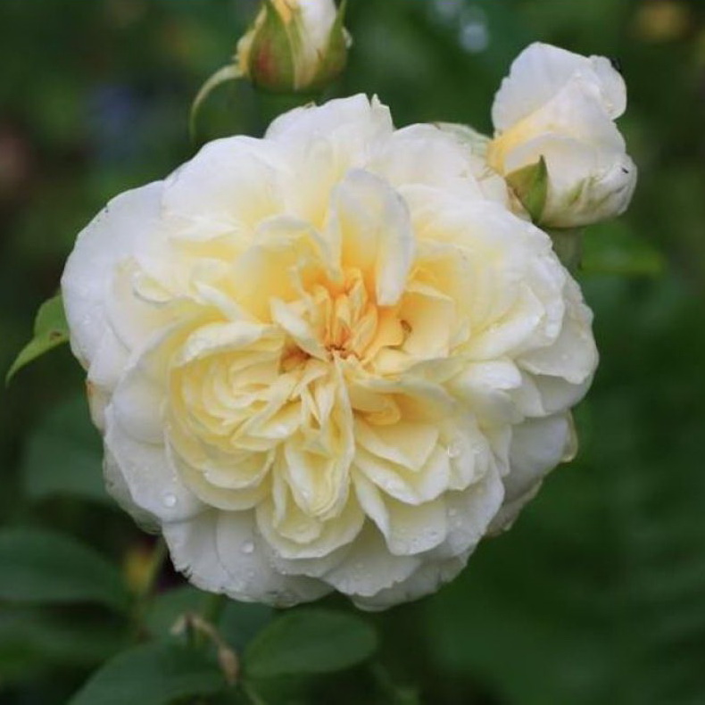 57572d19a81a0_rosa_roza_lady_romantica_olimpiyskaya_romantika_c5 | ЛПХ питомник роз "ГАРАНТ"