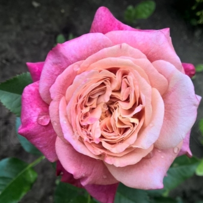 surir-de-dovil | ЛПХ питомник роз "ГАРАНТ"
